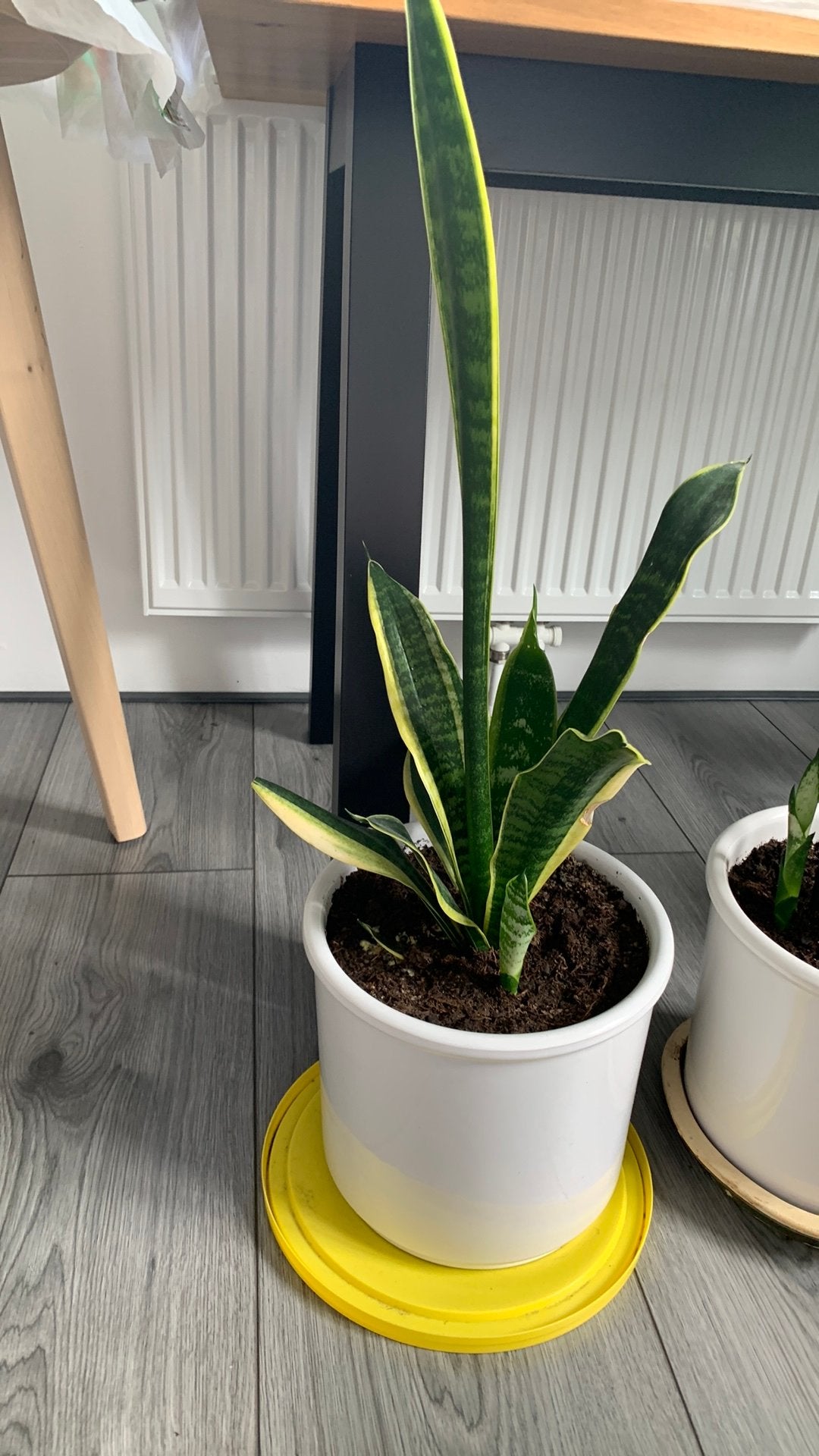 Vet plant met grote pot €15, Huis en Inrichting, Kamerplanten, Ophalen, Halfschaduw, Minder dan 100 cm