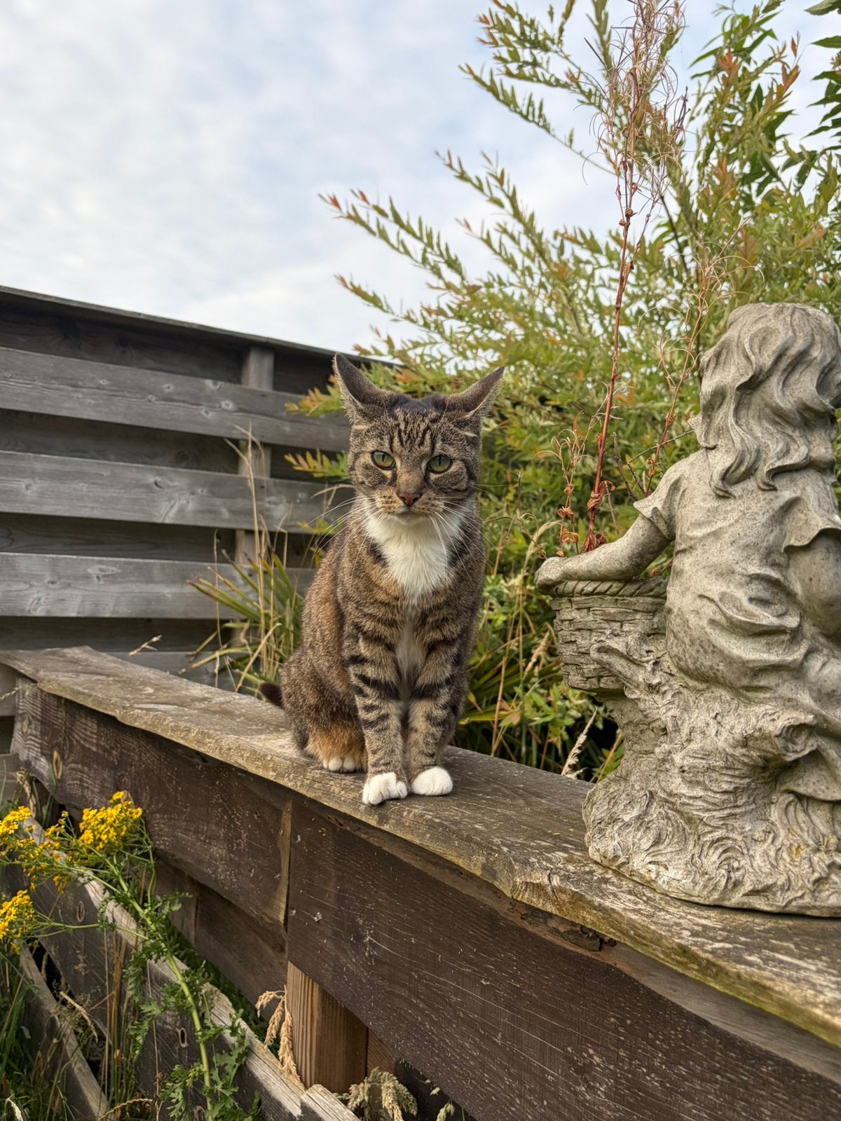 liefdevol thuis gezocht voor Chloe & Louise ️, Dieren en Toebehoren, Katten en Kittens | Overige Katten, Poes