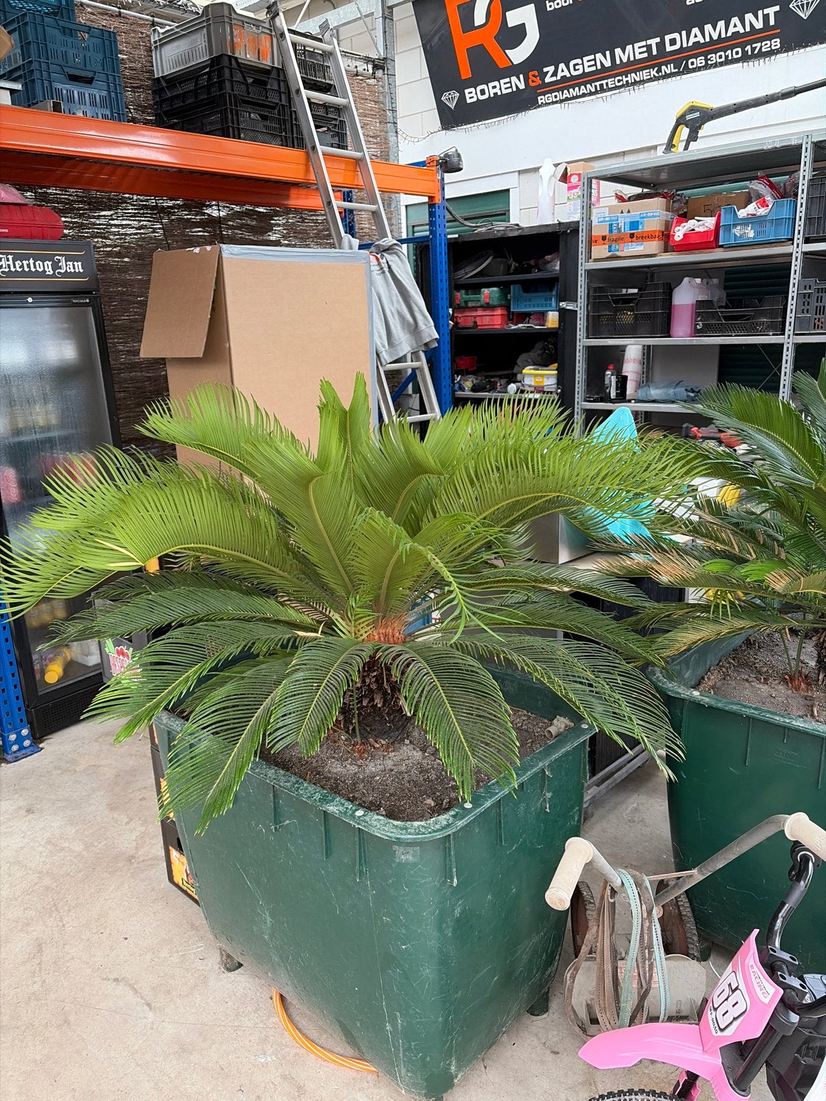Grote Palmplant in Pot - Ideaal voor Binnen of Buiten, Vaste plant, Bloeit niet, Halfschaduw, Ophalen