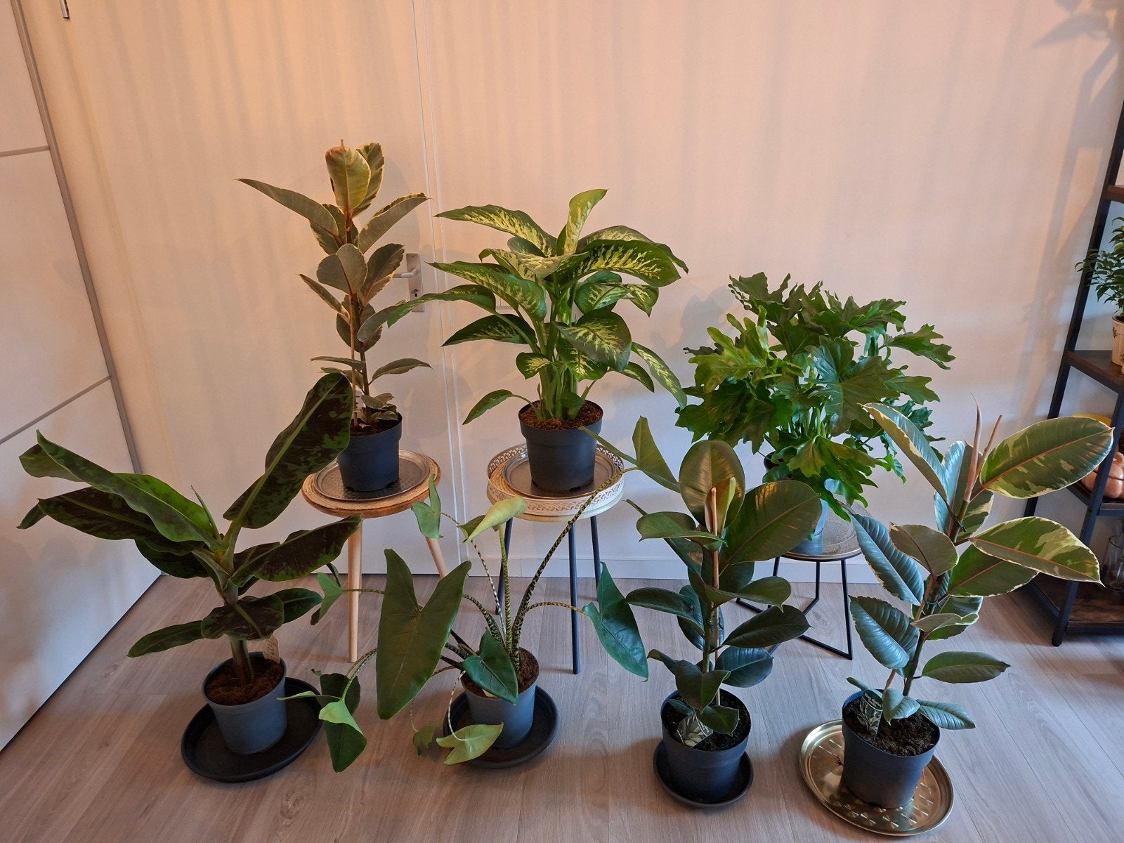 kamerplant Ficus Tineke Dieffenbachia Alocasia Philodendron, Ophalen, Ficus, Halfschaduw, Minder dan 100 cm