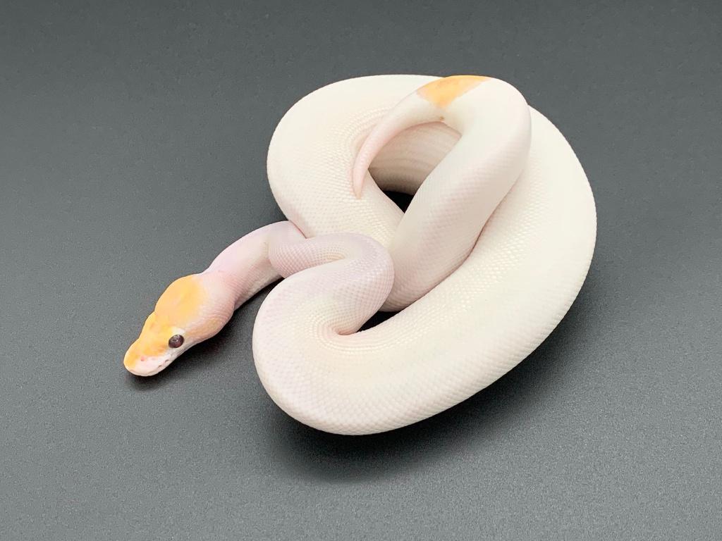 1.0 banana piebald python regius, Slang, Tam, 0 tot 2 jaar