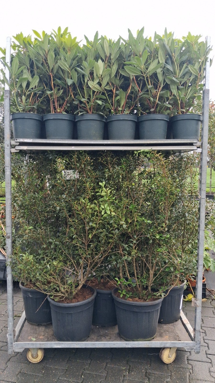Osmanthus x burkwoodii - Geurende Olijfboom, Overige soorten, Volle zon, Vaste plant, Ophalen of Verzenden