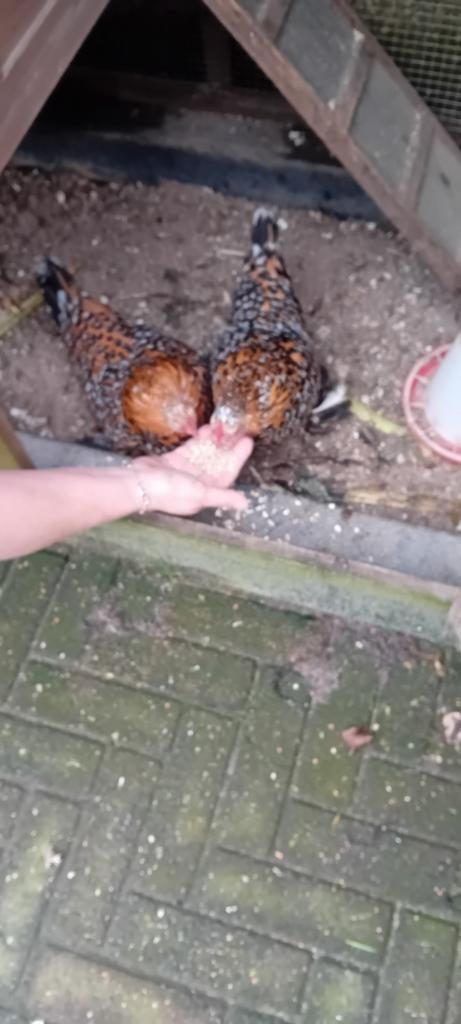te koop twee sabelpoot hennetjes en hok, Dieren en Toebehoren, Pluimvee, Kip, Vrouwelijk