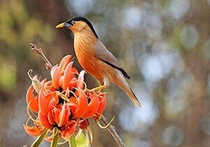 Pagodespreeuw, Meerdere dieren, Tropenvogel, Geringd