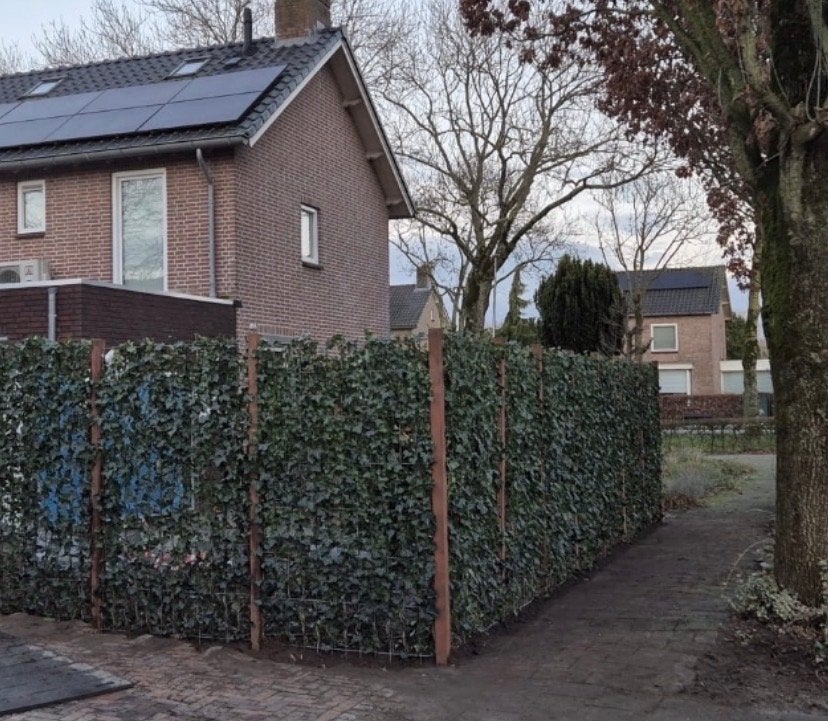 Hedera Kant & Klaar Hagen - Direct Privacy, Vaste plant, Ophalen of Verzenden, Bloeit niet, Halfschaduw