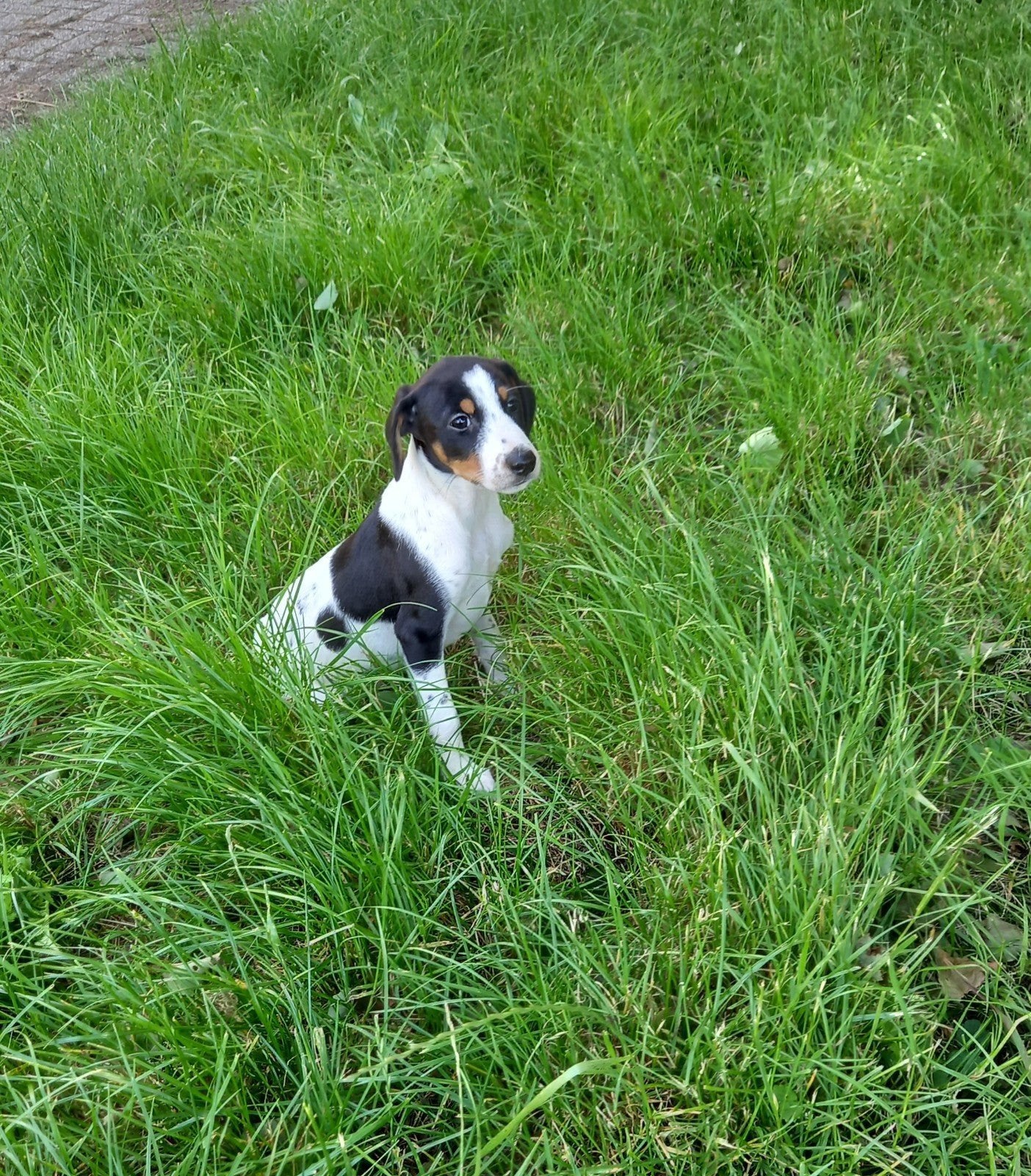 Jack Russel x kruising pups., Dieren en Toebehoren, Parvo, Jack Russell Terriër, 8 tot 15 weken, Meerdere
