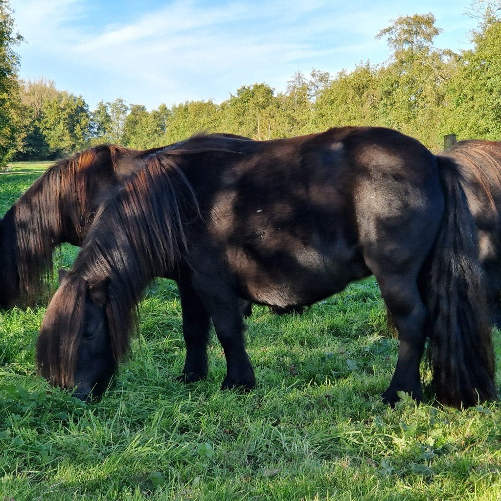 Shetland Fokmerrie, Merrie, A pony (tot 1.17m), Recreatiepony, 7 tot 10 jaar