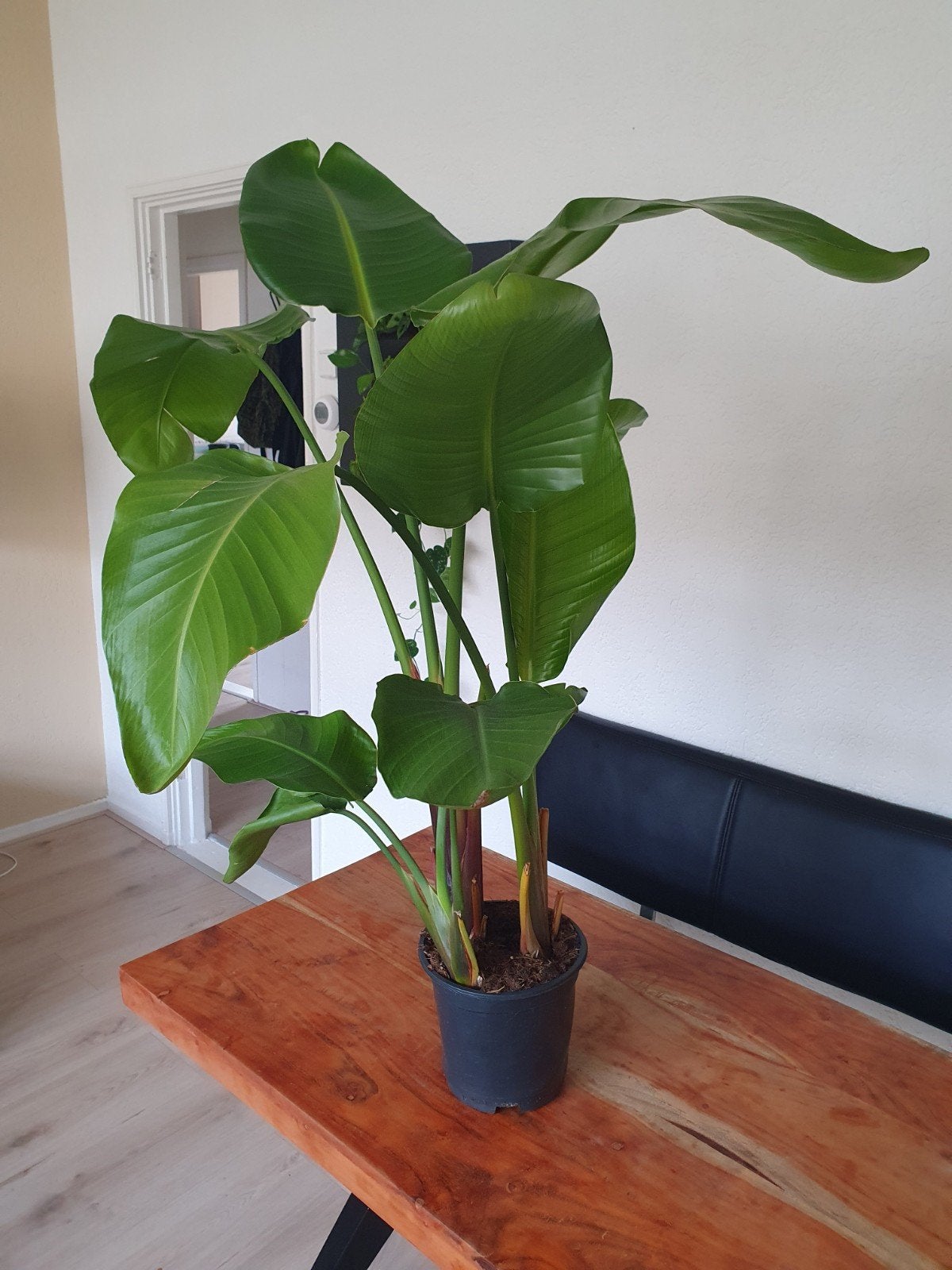 Strelitzia Nicolai 110cm hoog, Ophalen, Halfschaduw