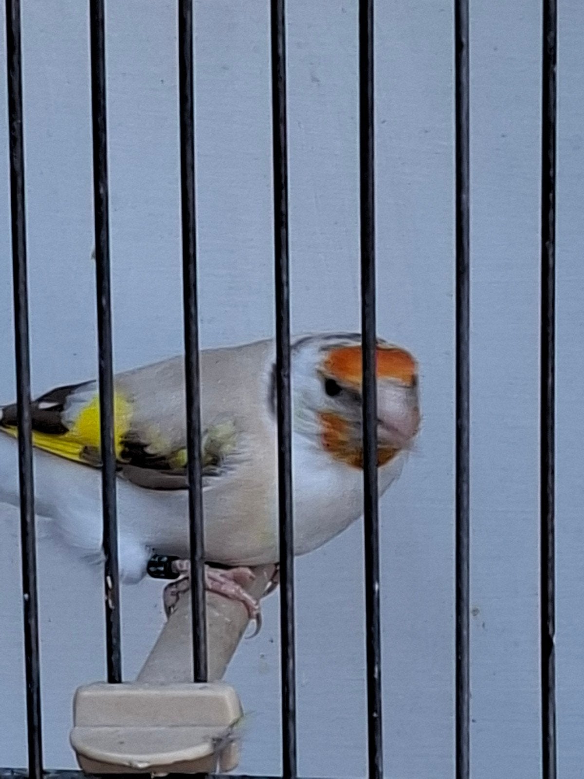 putter pop, Dieren en Toebehoren, Vrouwelijk, Wildzangvogel, Geringd