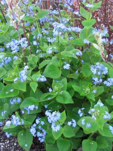 Vaste planten: brunnera macorophylla, vergeet me nietje p9, Tuin en Terras, Planten | Tuinplanten, Ophalen, Bodembedekkers, Halfschaduw