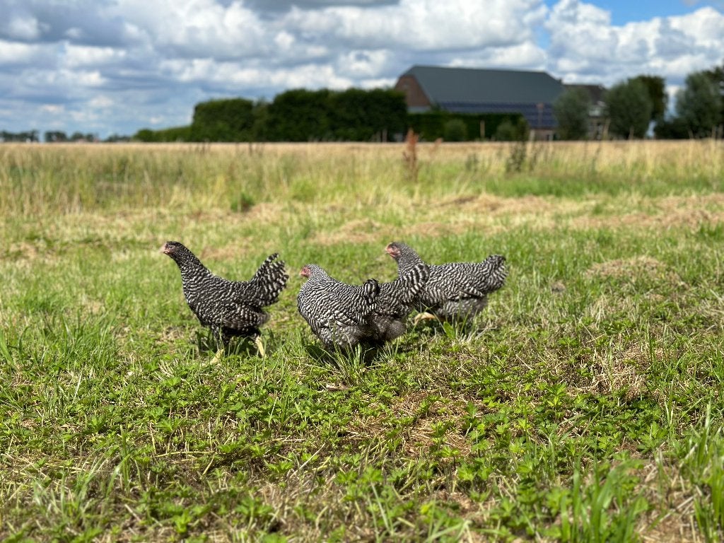 Jonge tamme Amrock kippen gesekst en ingeënt, Dieren en Toebehoren, Pluimvee, Vrouwelijk, Kip