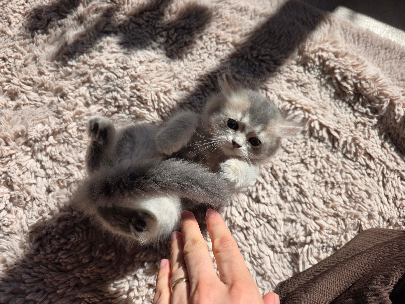 golden shade grijs/ blauw langhaar kater, Kater
