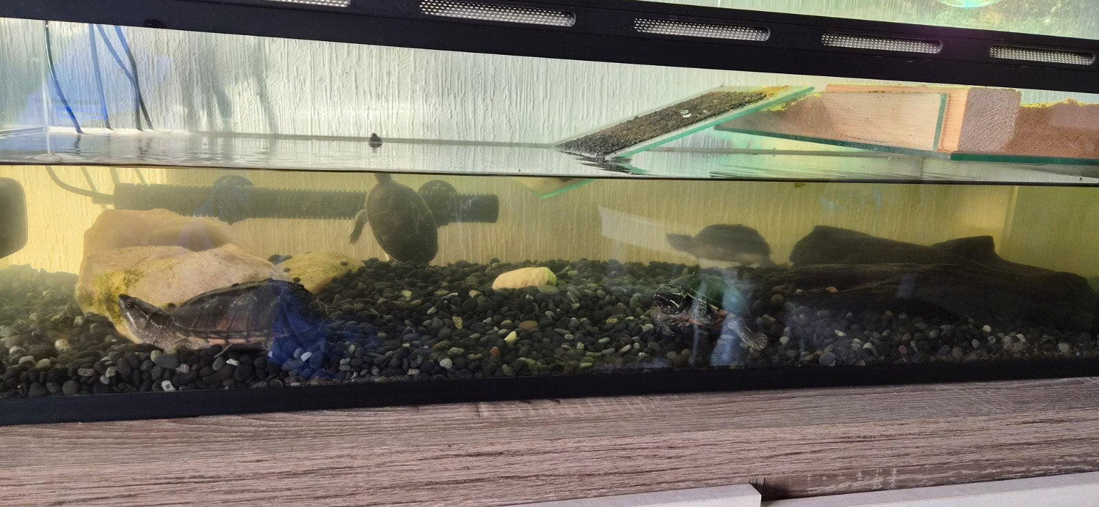 4 muskusschildpadden compleet met bak Turtle - unknown for sale from dees