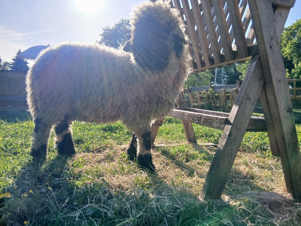 3 super lieve lammetjes, Mannelijk, Schaap