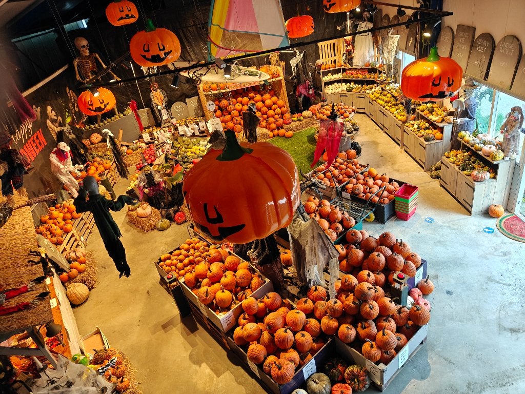 Pompoenen Kalebassen Halloween, Ophalen, Nieuw