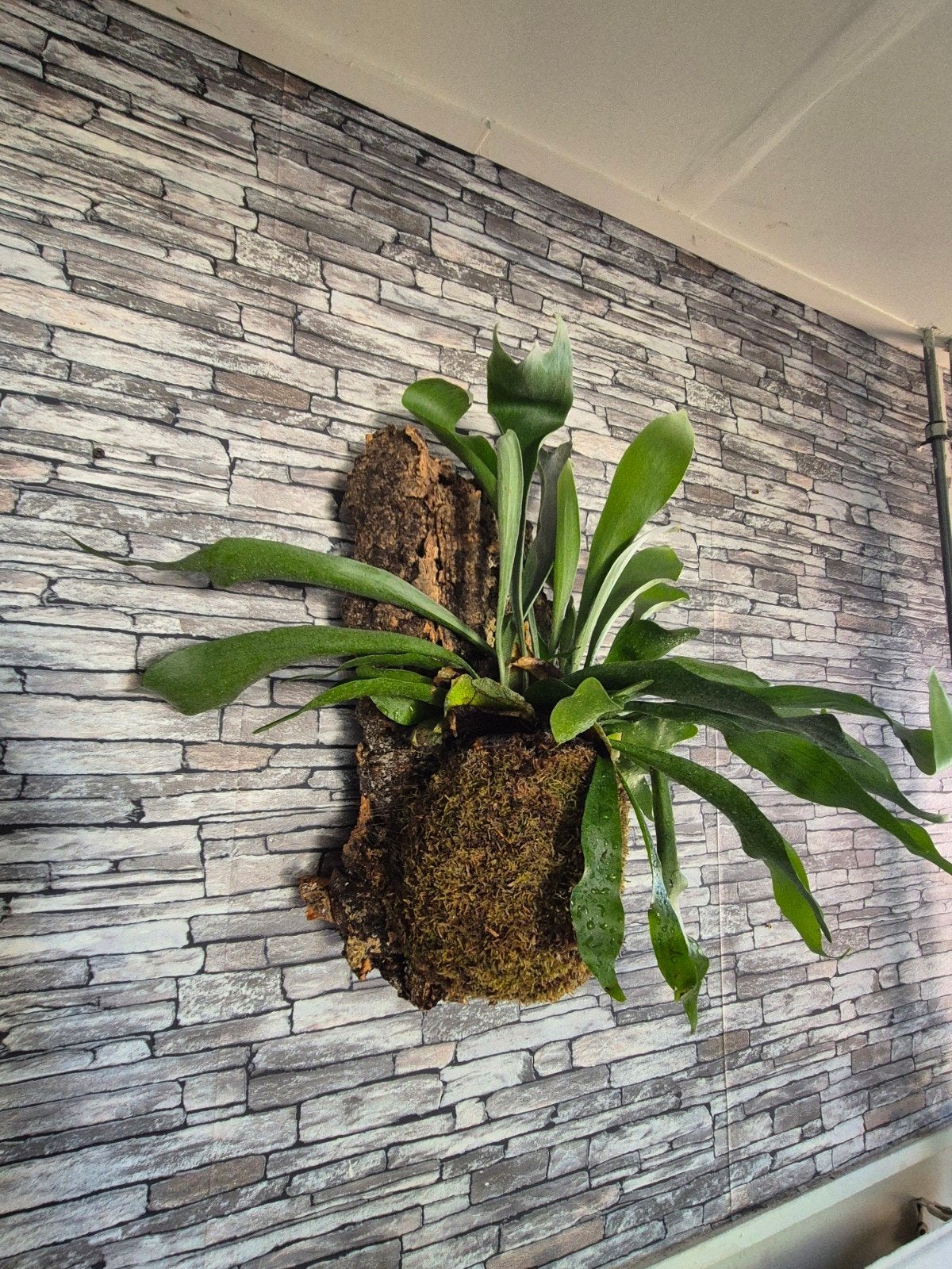 Hertshoorn op kurk XL, Overige soorten, Minder dan 100 cm, Groene kamerplant, Halfschaduw