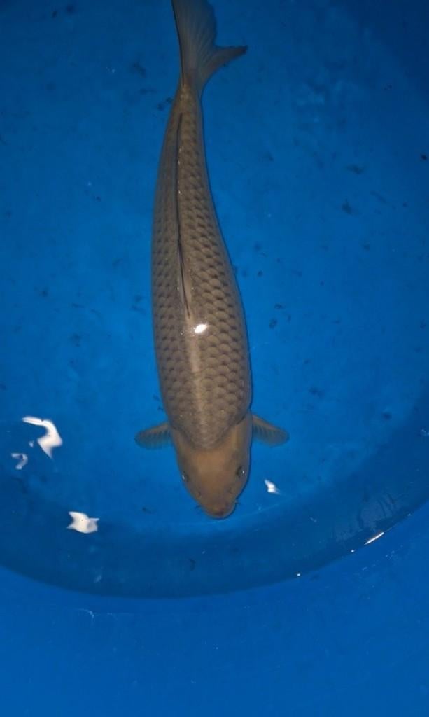 mooie chagoi, Karper of Koi