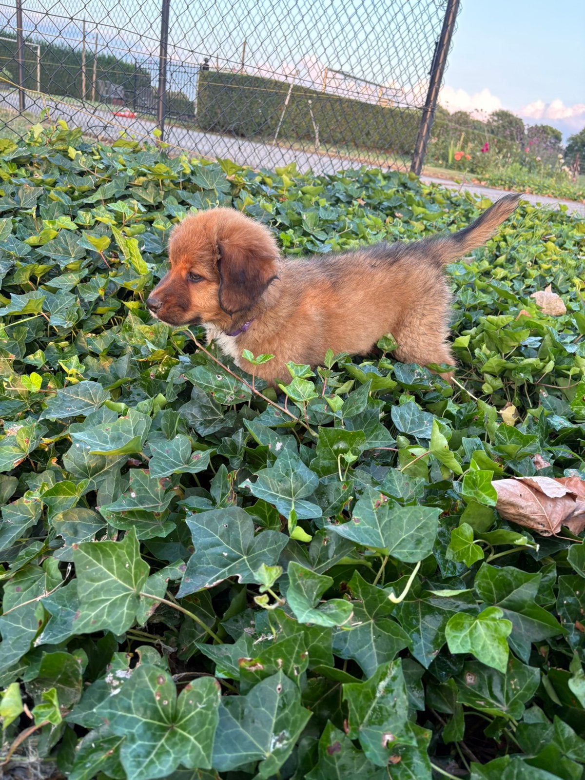 Toller (nova scotia duck tolling retriever  x aussie pup, Parvo, 8 tot 15 weken, Meerdere, Nederland