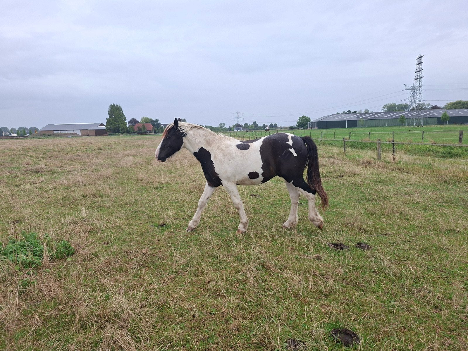 veulens te koop, Gechipt, Niet van toepassing, 0 tot 2 jaar, Hengst