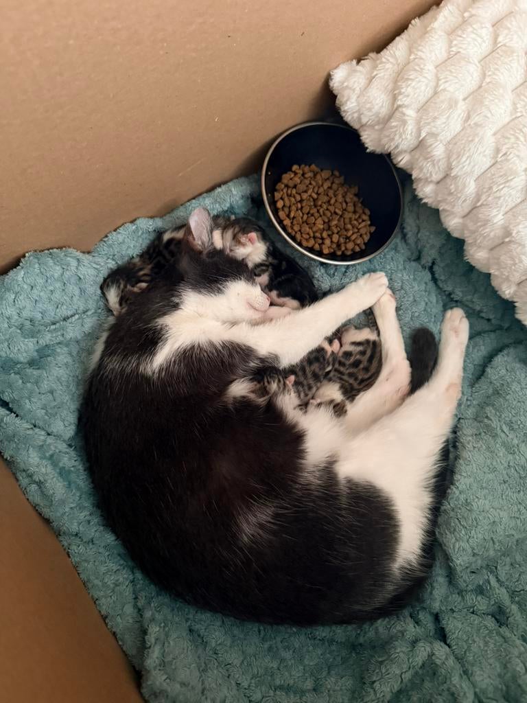 Kittens, Dieren en Toebehoren, Katten en Kittens | Overige Katten, Meerdere dieren