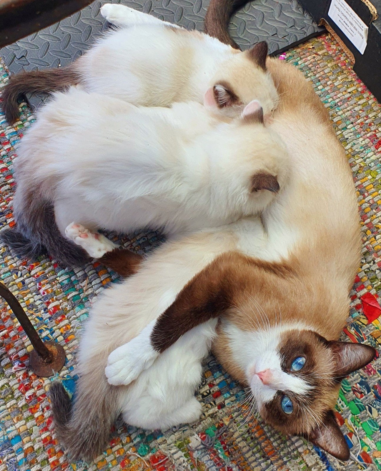 ragdoll kittens NOG 3!zeldzame bijzondere kleuren Groot, Meerdere dieren, 0 tot 2 jaar
