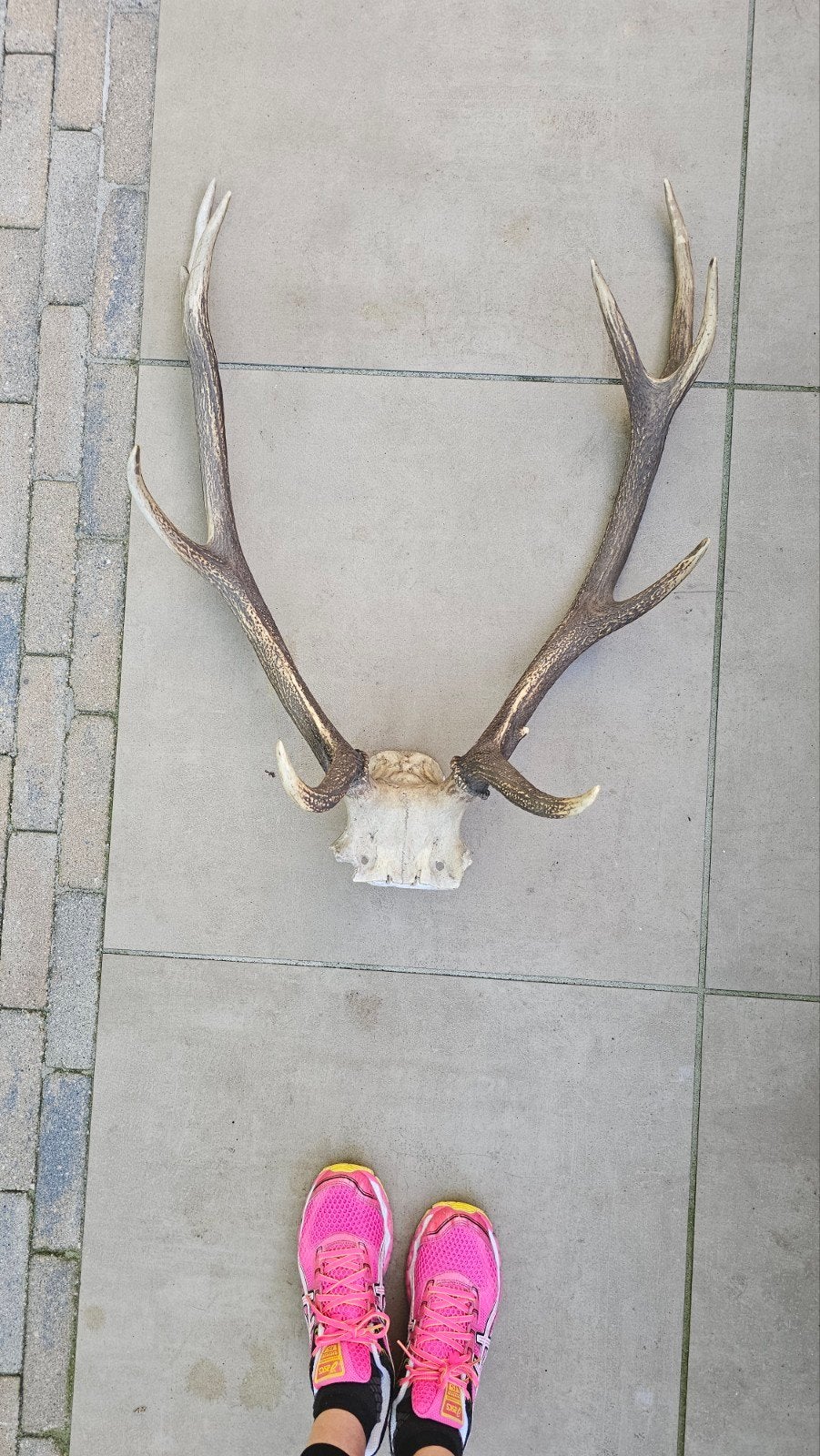 Groot gewei van hert op schedelstuk, Ophalen, Gebruikt, Hert, Gewei of Kop