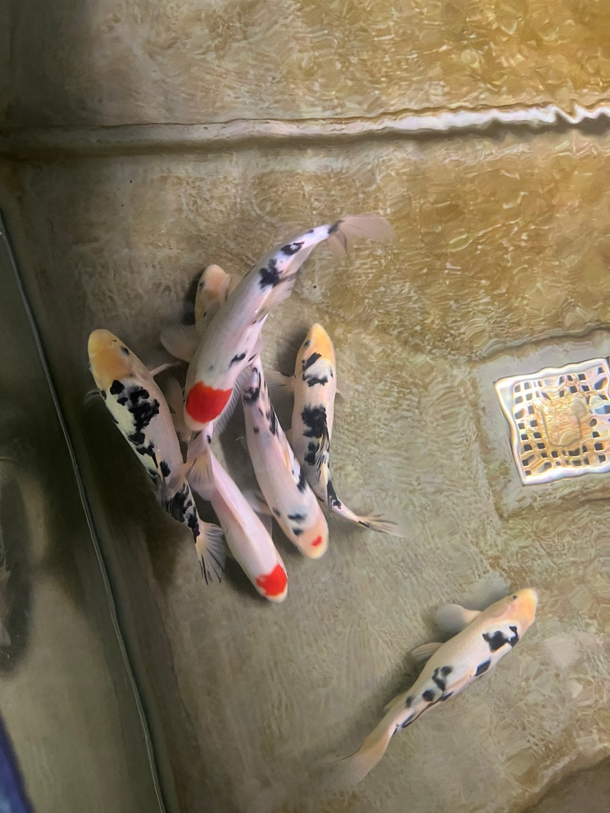 Koi japan 20 % korting, Karper of Koi