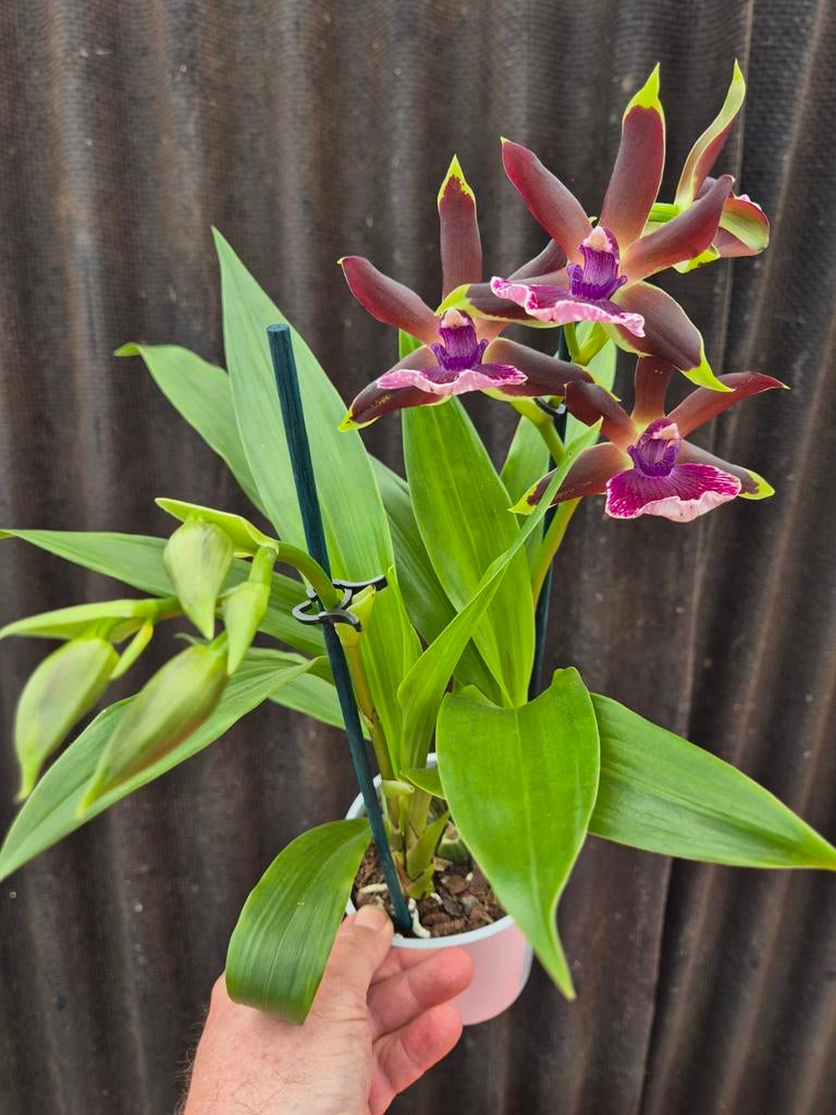Orchidee Zygopetalum Louisendorf p12 (4), Ophalen of Verzenden, Halfschaduw, Minder dan 100 cm