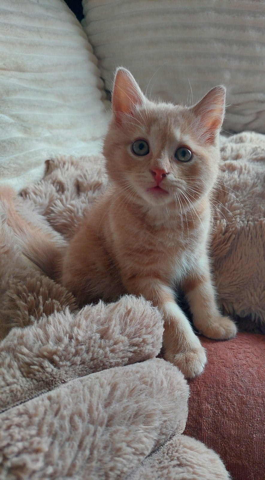 kitten half langhaar 9weken oud, Dieren en Toebehoren, Katten en Kittens | Overige Katten, Kater