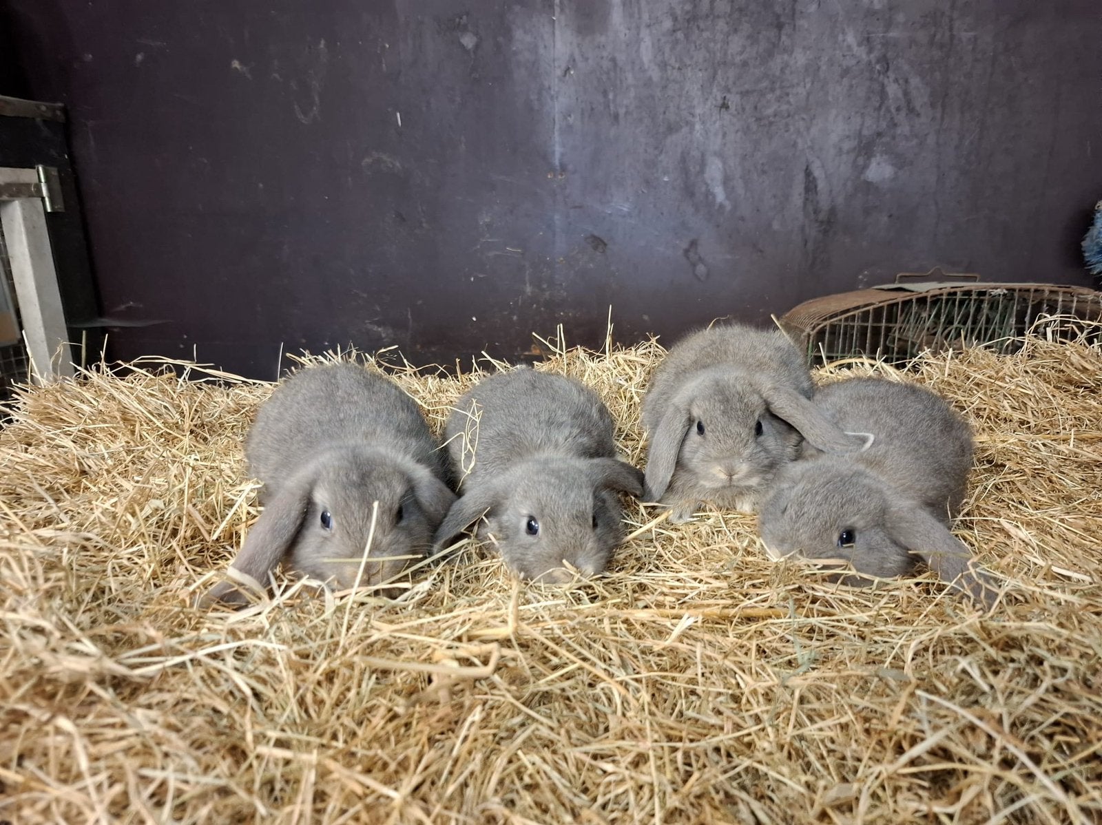 Te koop Hangoor Dwerg konijntjes, Dieren en Toebehoren, Konijnen
