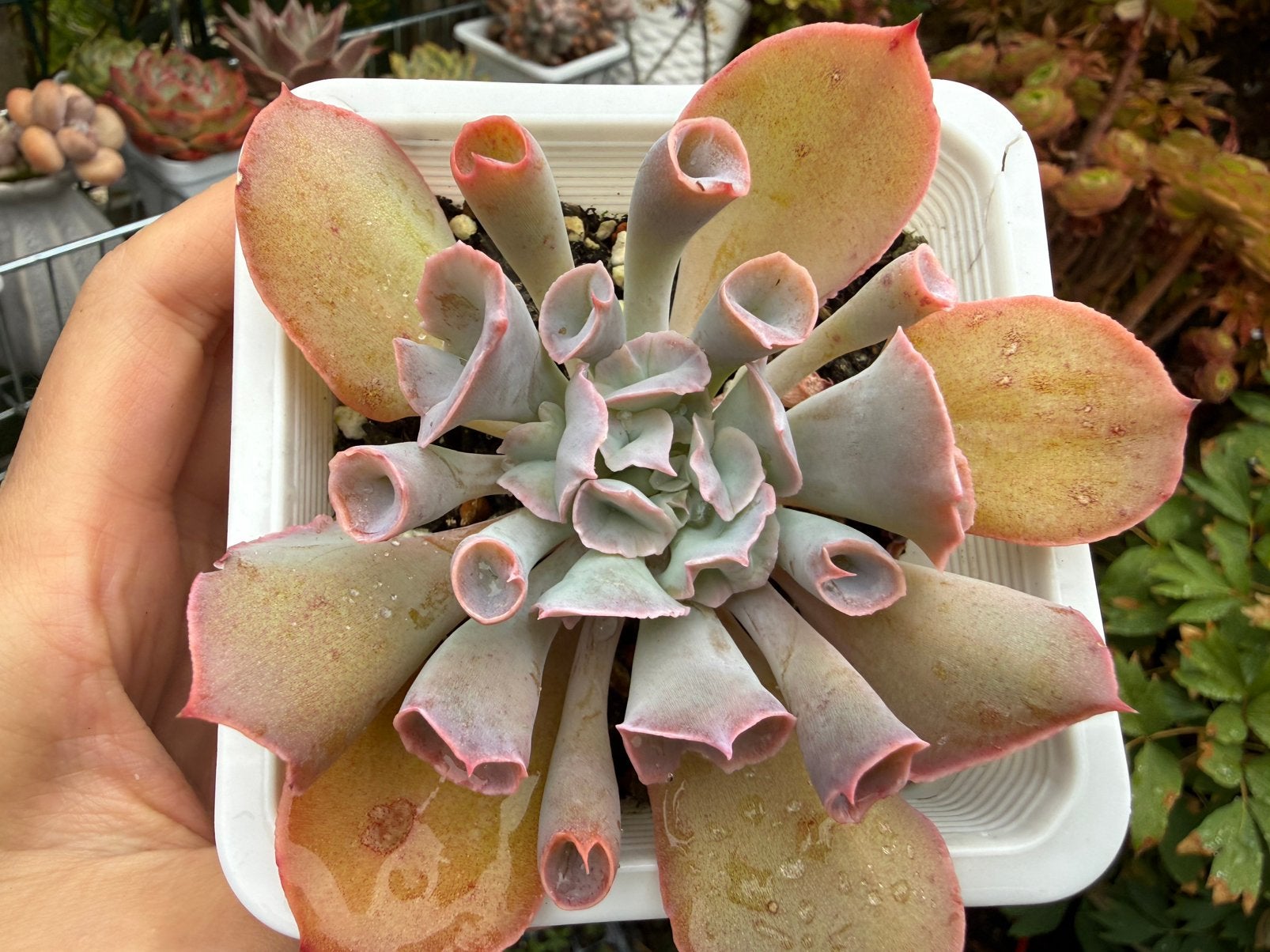 Echeveria 'Trumpet pinky'/pot 9cm/vetplant/succulent, Ophalen of Verzenden