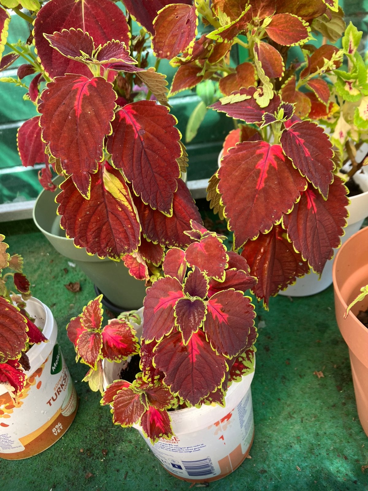 Siernetel/ coleus, Ophalen, Halfschaduw, Minder dan 100 cm