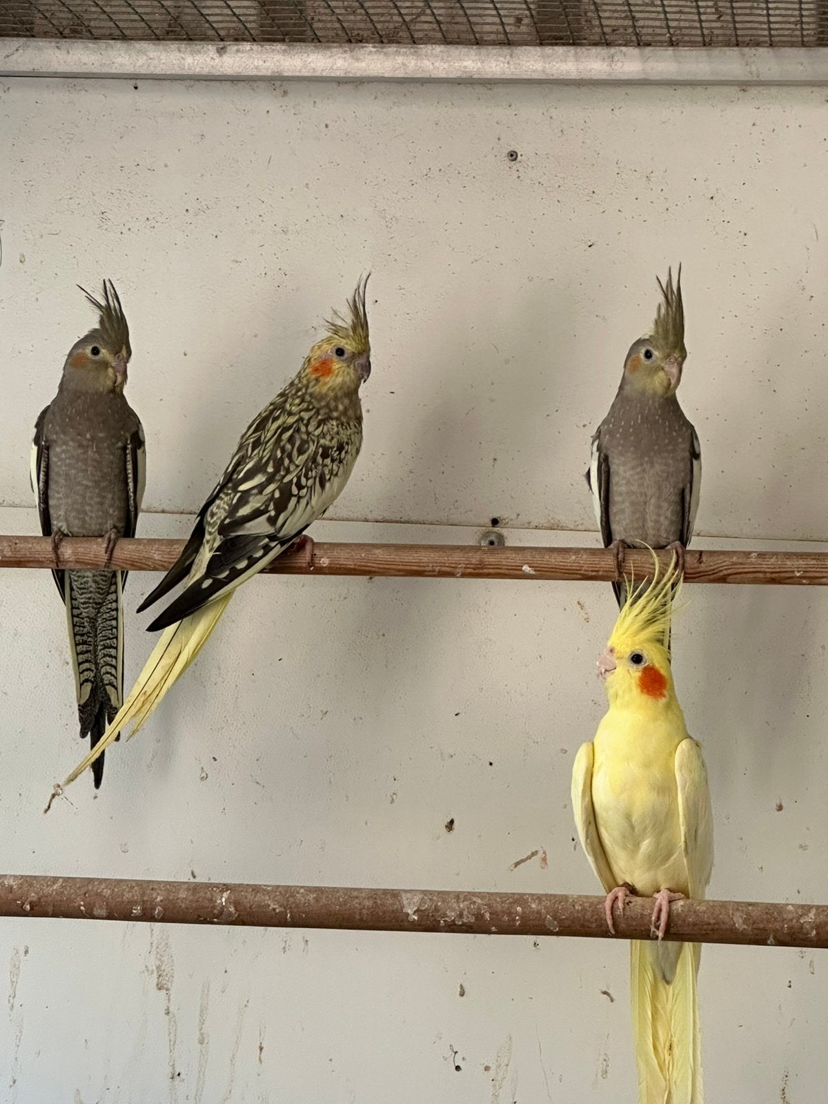 2 bewezen poppen valkparkieten, Meerdere dieren, Parkiet