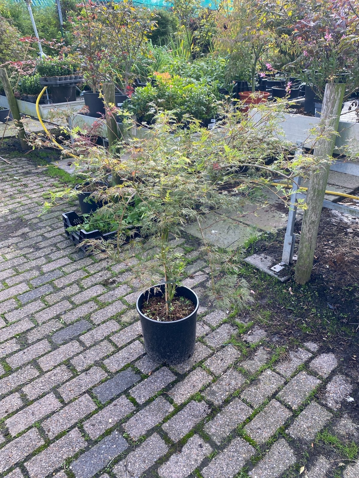 Japanse Esdoorn 'Emerald Lace' in pot, Bloeit niet, Halfschaduw, Overige soorten, 100 tot 250 cm