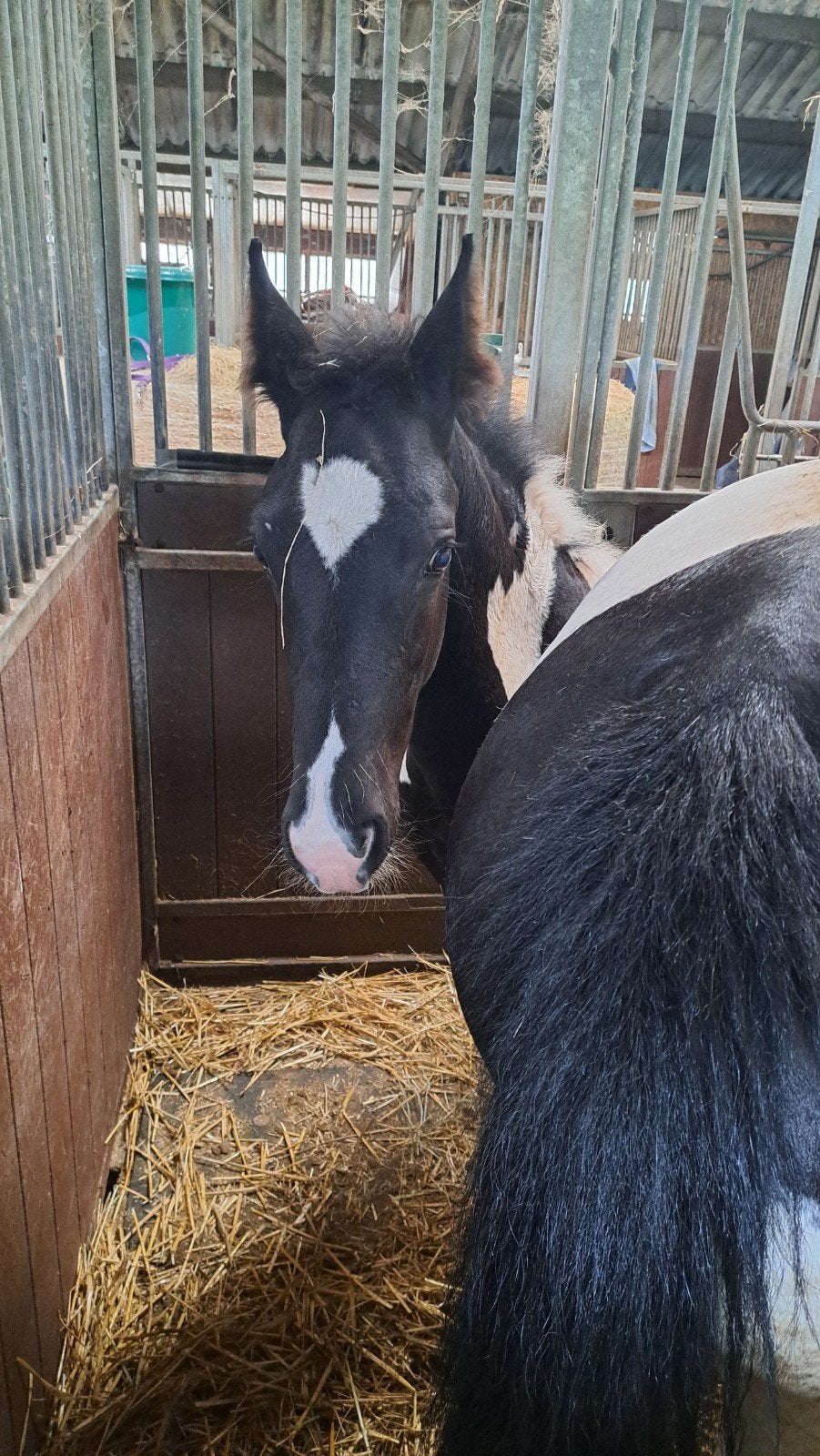 aangeboden opfok plekje voor hengst veulen, Dieren en Toebehoren, Opfok, 1 paard of pony