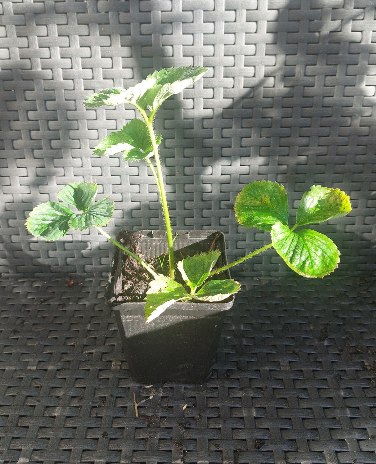 Biologische Korona aardbei stek, Tuin en Terras, Ophalen
