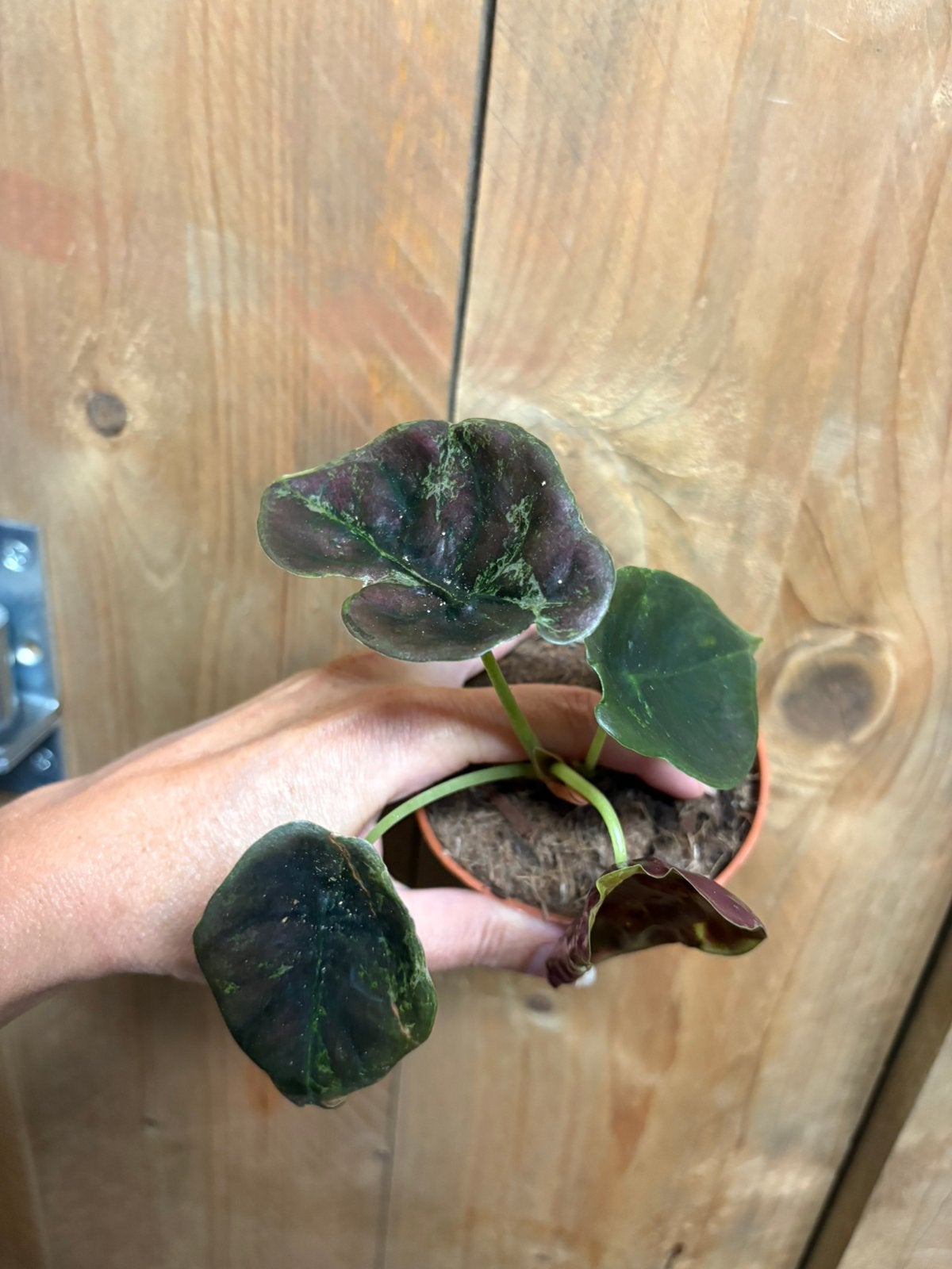 Alocasia cuprea red secret plant variegata green mint pink, Huis en Inrichting, Kamerplanten, Ophalen of Verzenden, Halfschaduw