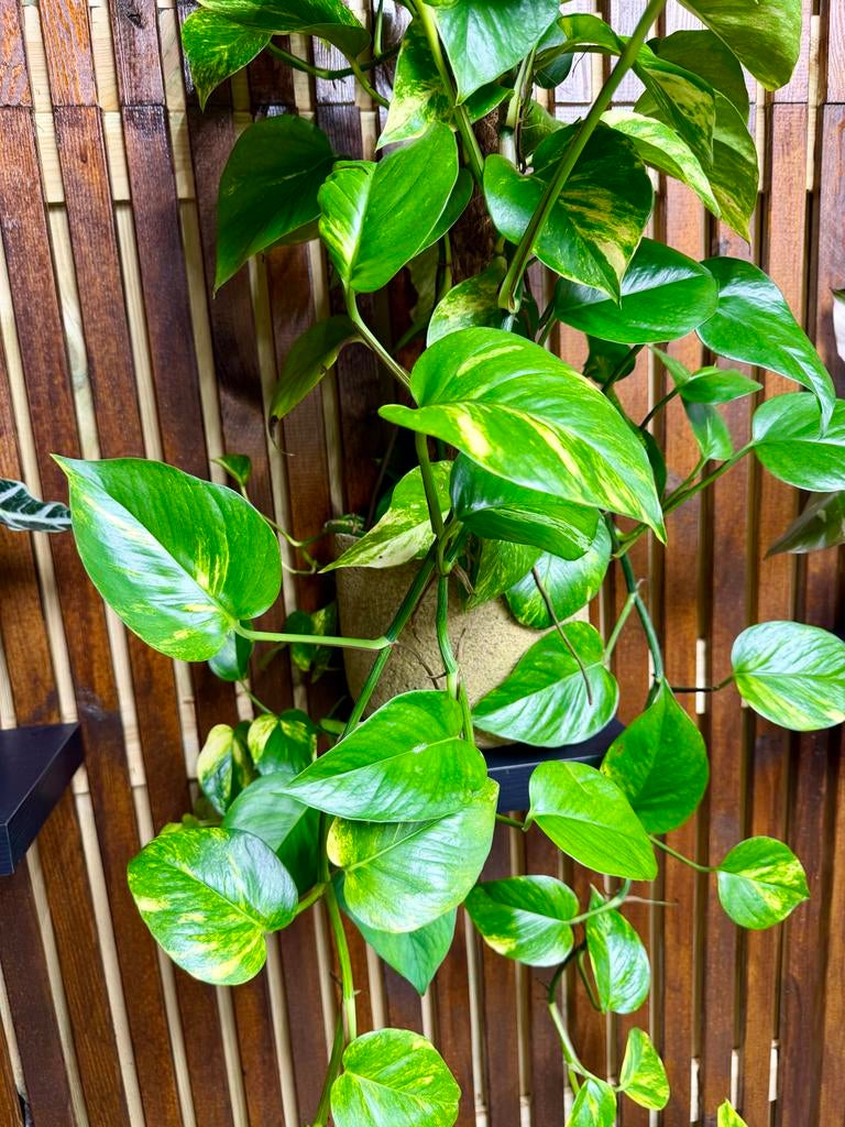 Epipremnum op mosstok - Goudrank, Overige soorten, In pot, Minder dan 100 cm, Groene kamerplant