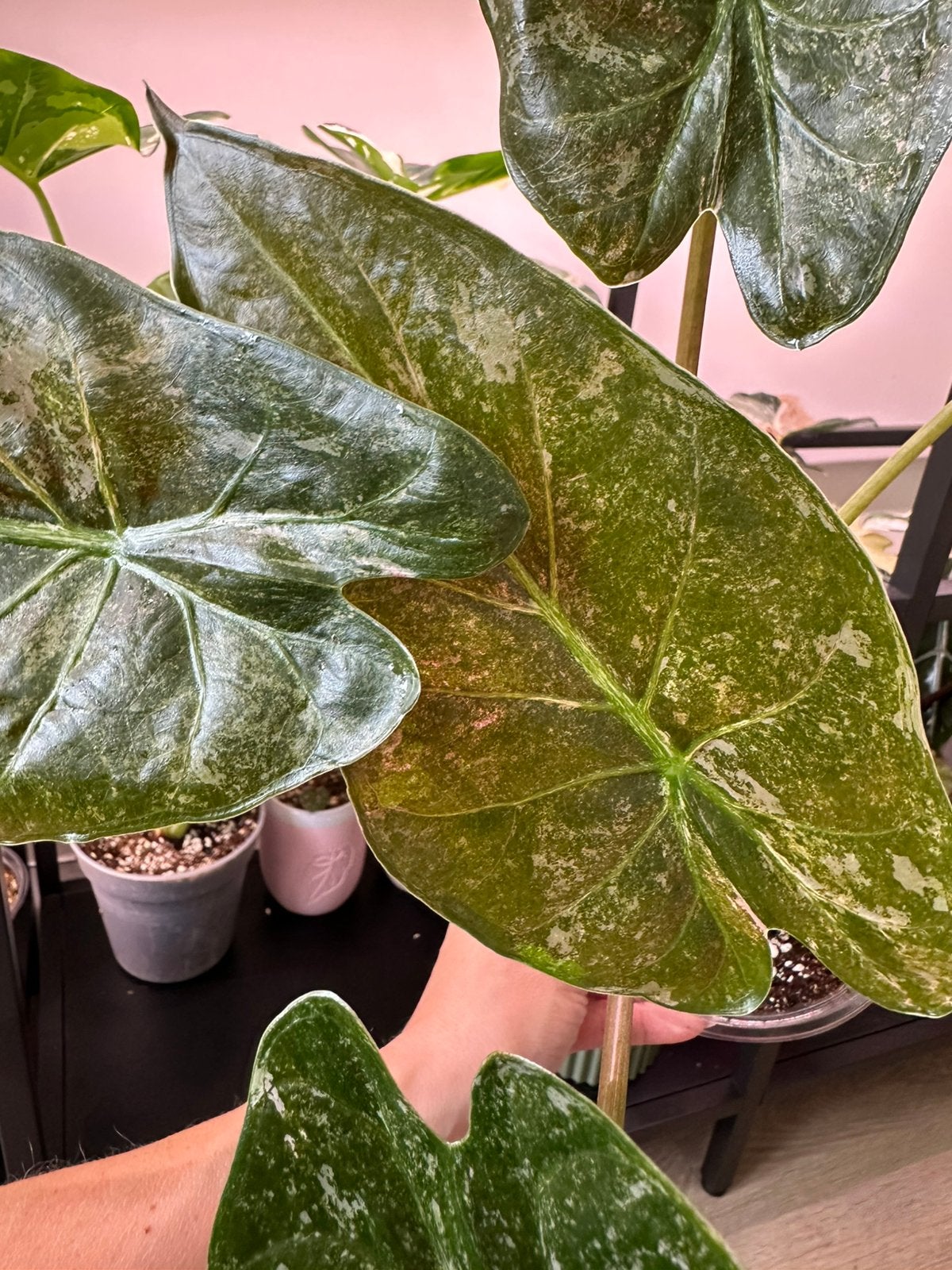 Alocasia Wentii pink freckles variegata, Huis en Inrichting, Ophalen of Verzenden, Halfschaduw, Minder dan 100 cm