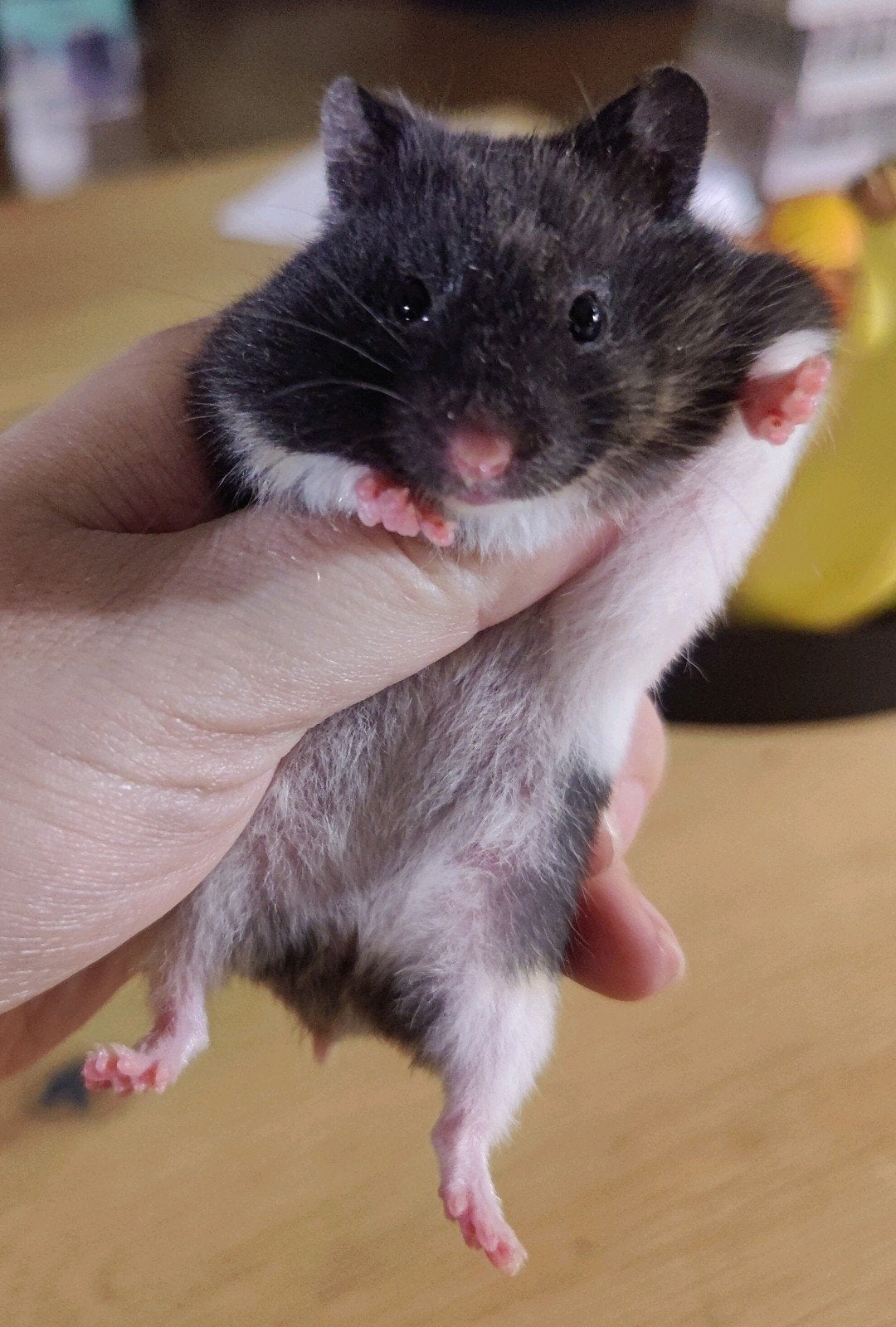 Lieve zwart driekleur hamster baby, vrouwtje, Dieren en Toebehoren, Augustus, Hamster, Tam