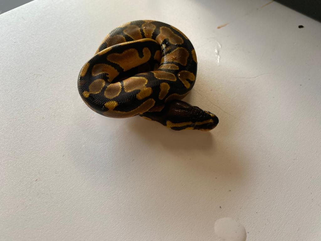 Koningspython nk 26 orange dream Ball Python - unknown for sale from Sade