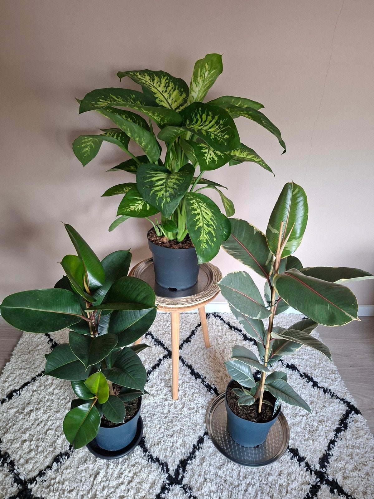 Kamerplanten Ficus Elastika Robusta Tineke Dieffenbachia, Ophalen, Ficus, 100 tot 150 cm, Halfschaduw