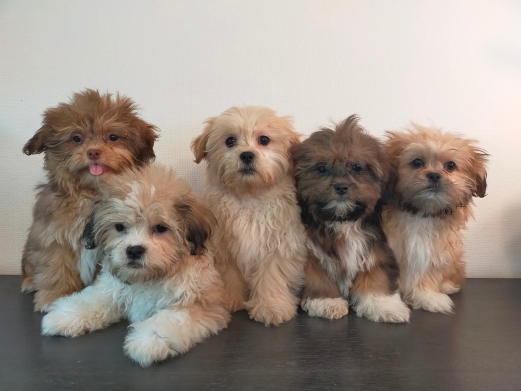 Leuke Boomer pups ShihTzu x Maltezer ️, Parvo, Nederland, Overige rassen, 8 tot 15 weken