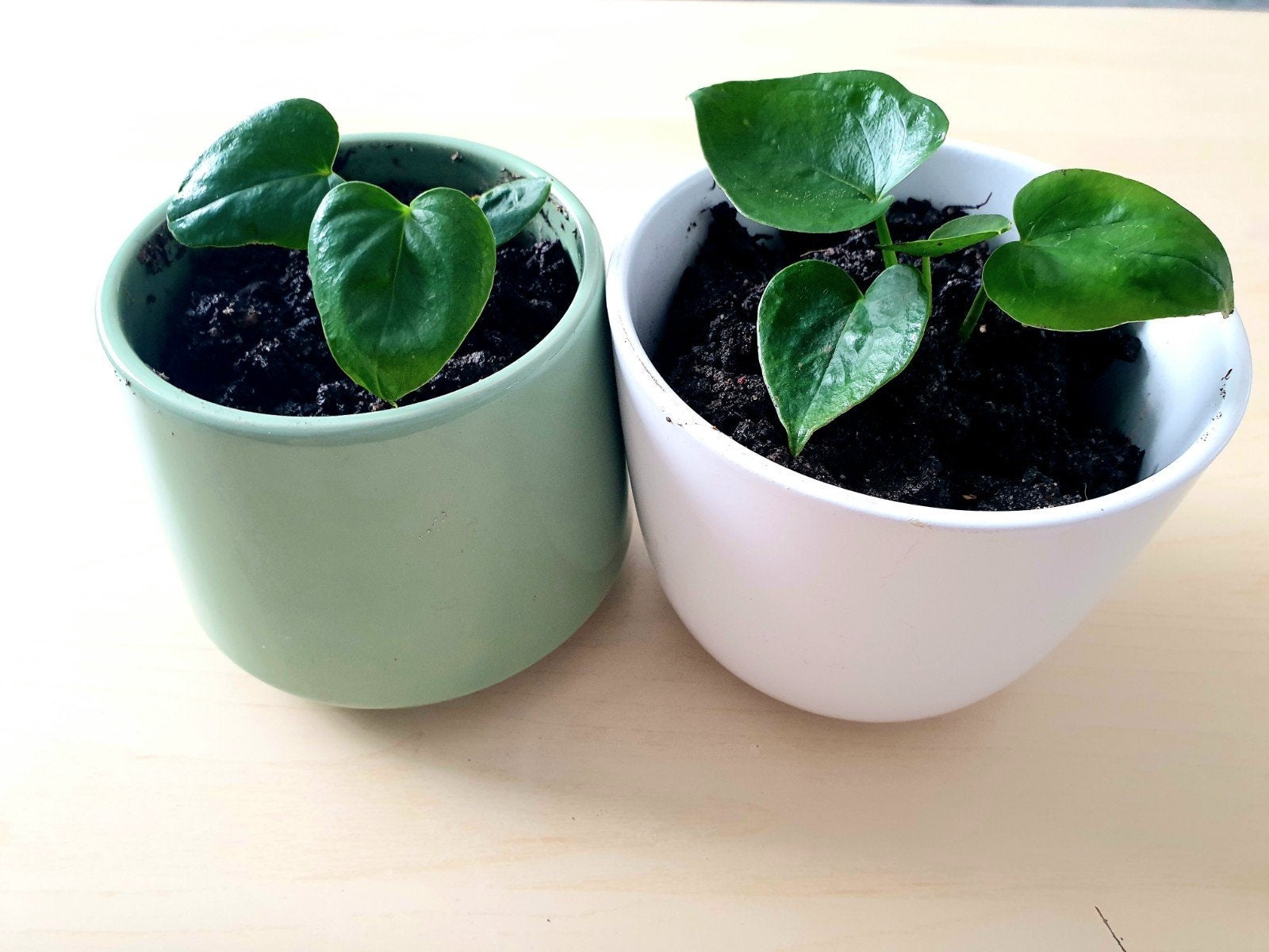 Twee Anthurium plantjes in pot, Overige materialen, Minder dan 30 cm, Minder dan 60 cm, Rond