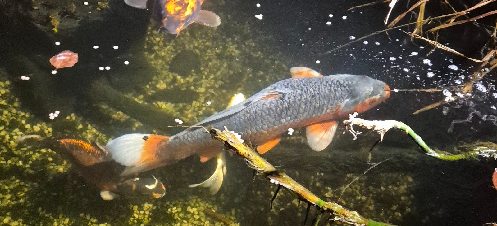 Gratis koi, Dieren en Toebehoren, Vissen | Vijvervissen, Karper of Koi