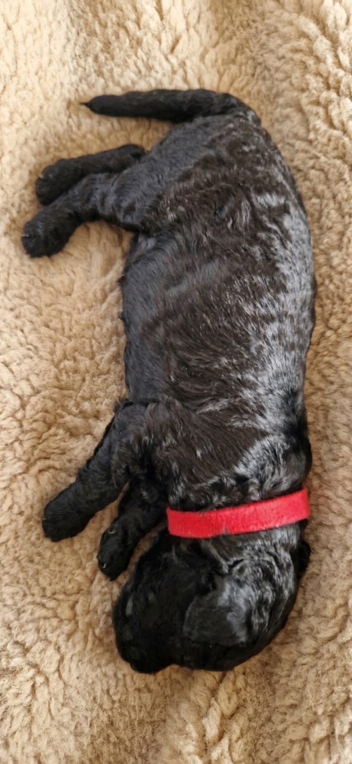 Multigen Labradoodle puppy's, 8 tot 15 weken, CDV (hondenziekte), Meerdere, Meerdere dieren