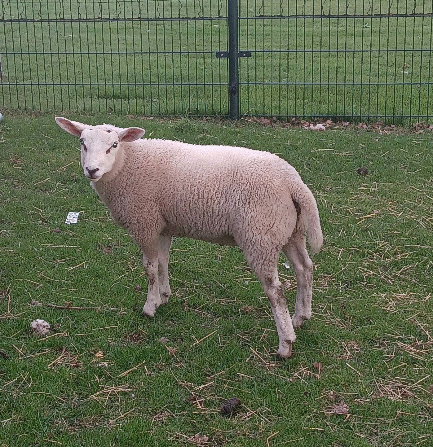 Lam (ram), Dieren en Toebehoren, Mannelijk, Schaap, 0 tot 2 jaar