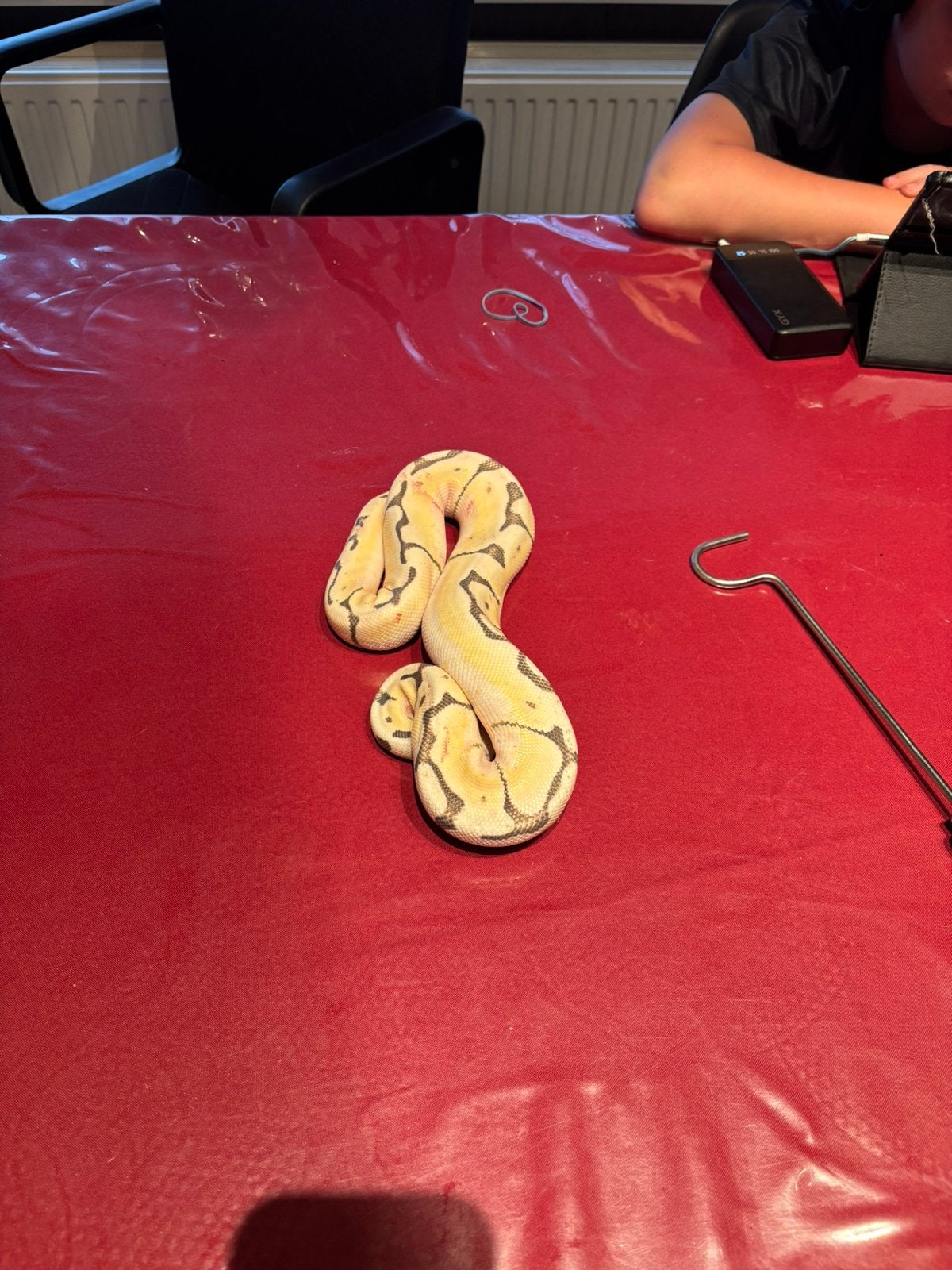 Python ‼️BELGIE‼️, Slang, 0 tot 2 jaar