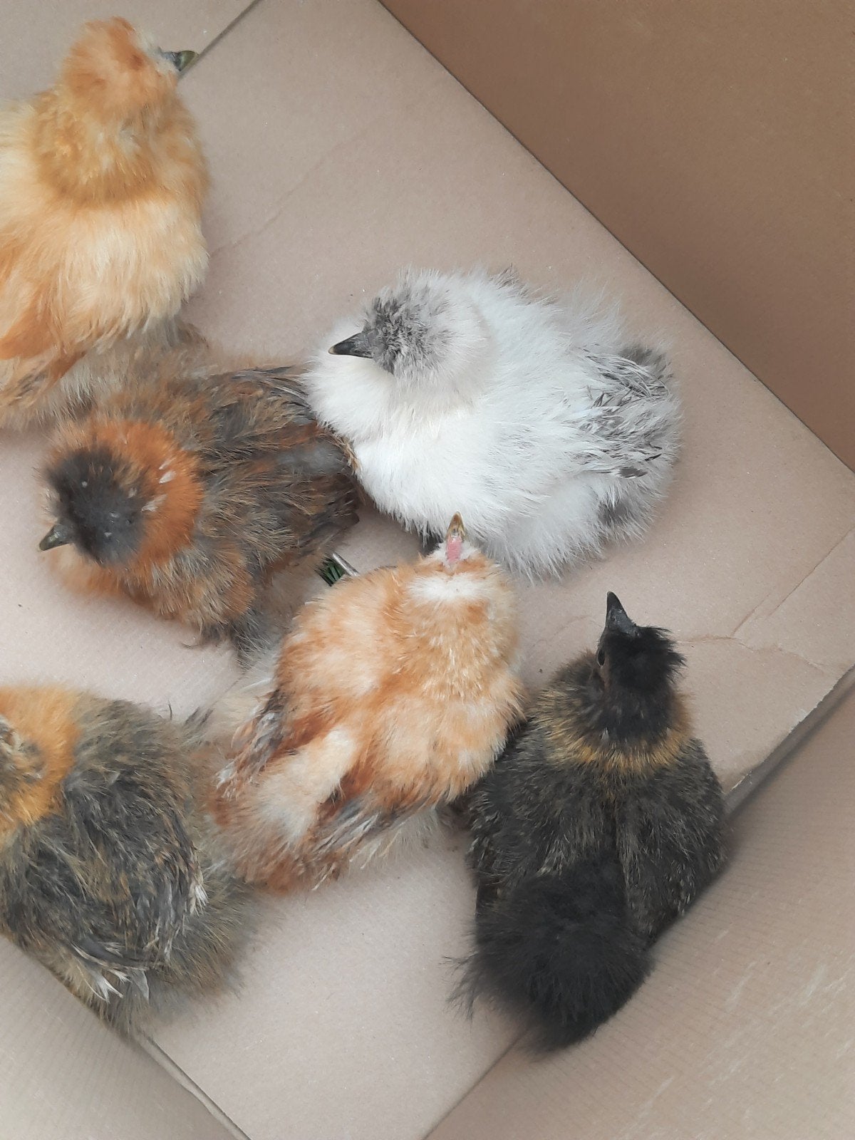 6 zijdehoender kuikens, Geslacht onbekend, Kip