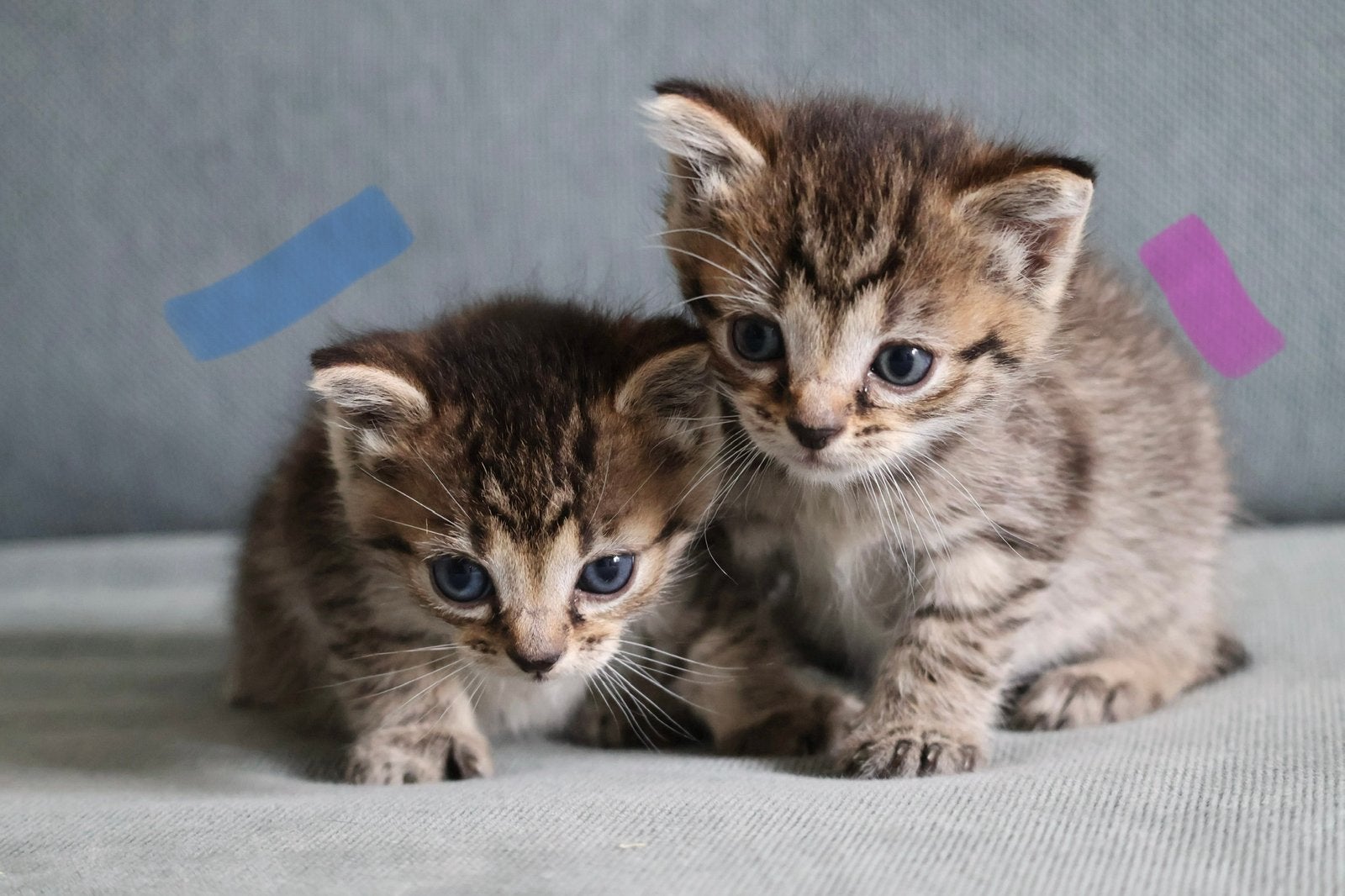 Europese korthaar kittens (Tabby en bi-color Tabby), Meerdere dieren